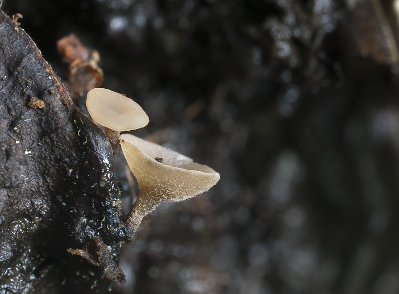 Sclerotinia capillipes